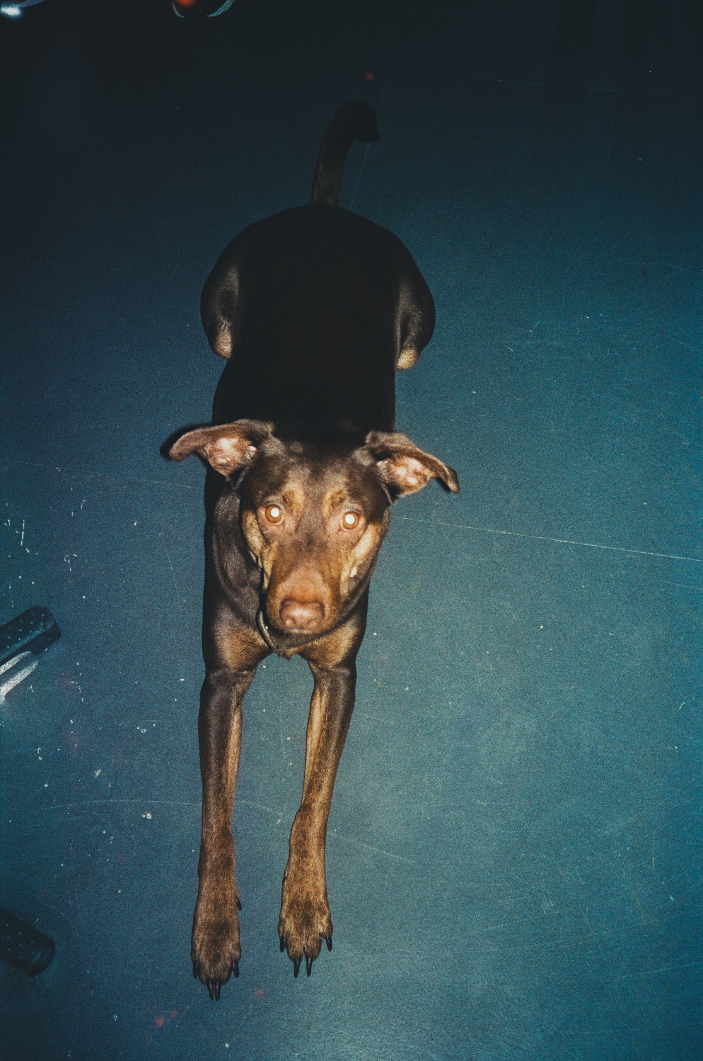 Fabletics Hoermanseder by Stephie Braun